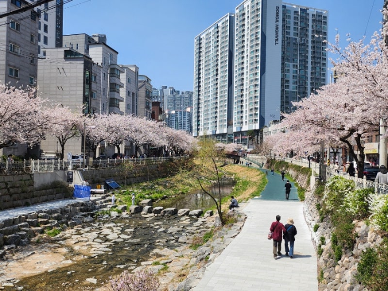 성북천 벚꽃명소 여울다리 성북구 봄꽃구경
