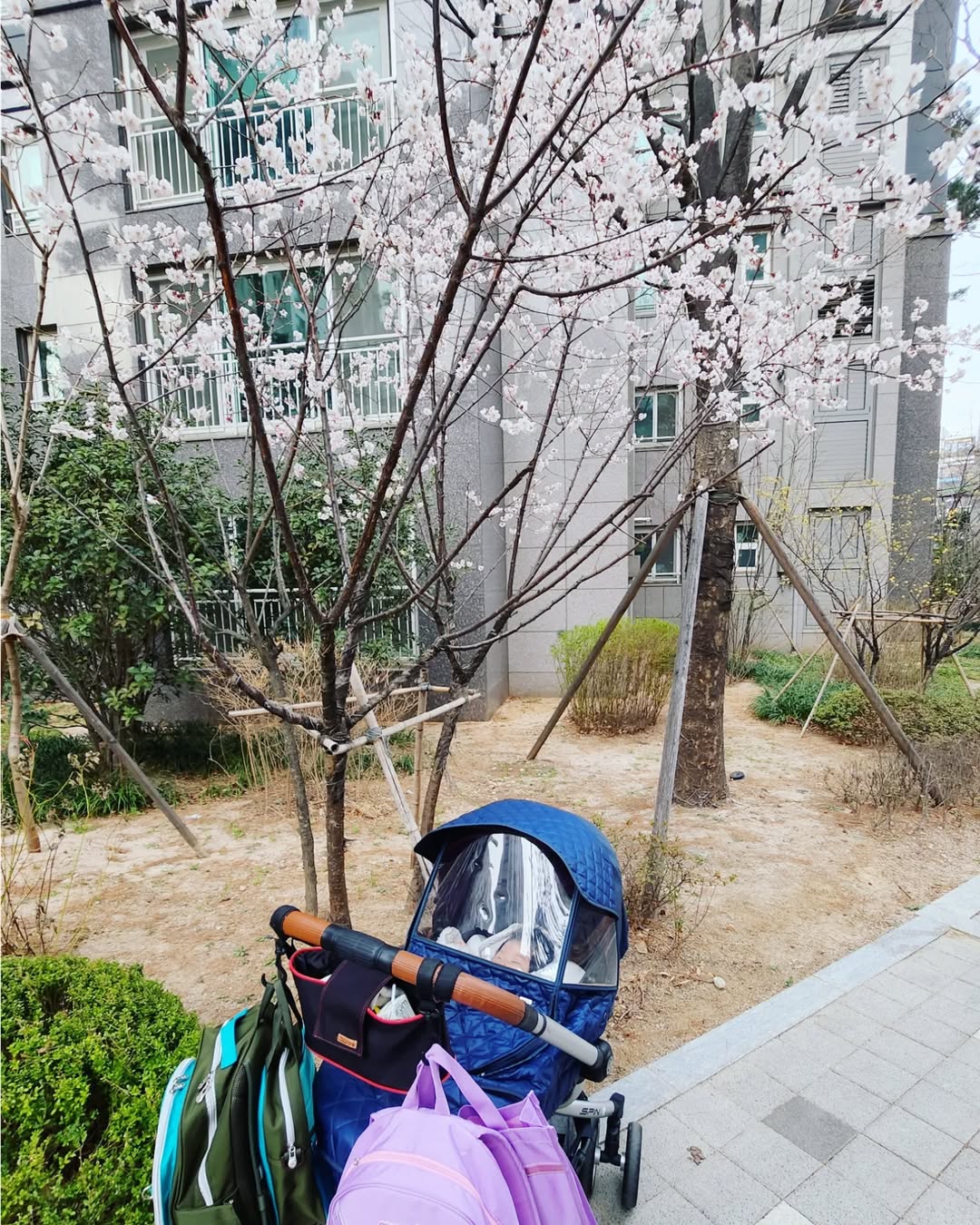 아이와 함께하는 첫 번째 봄 산책, 유모차와 즐기는 꽃구경 힐링 타임