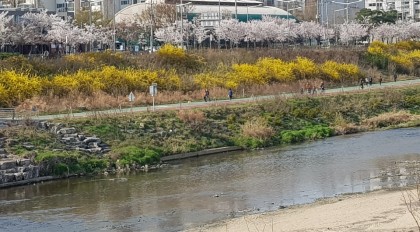 [바깥놀이]  봄꽃