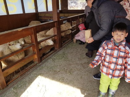 [아이랑갈만한곳] 대관령 하늘목장