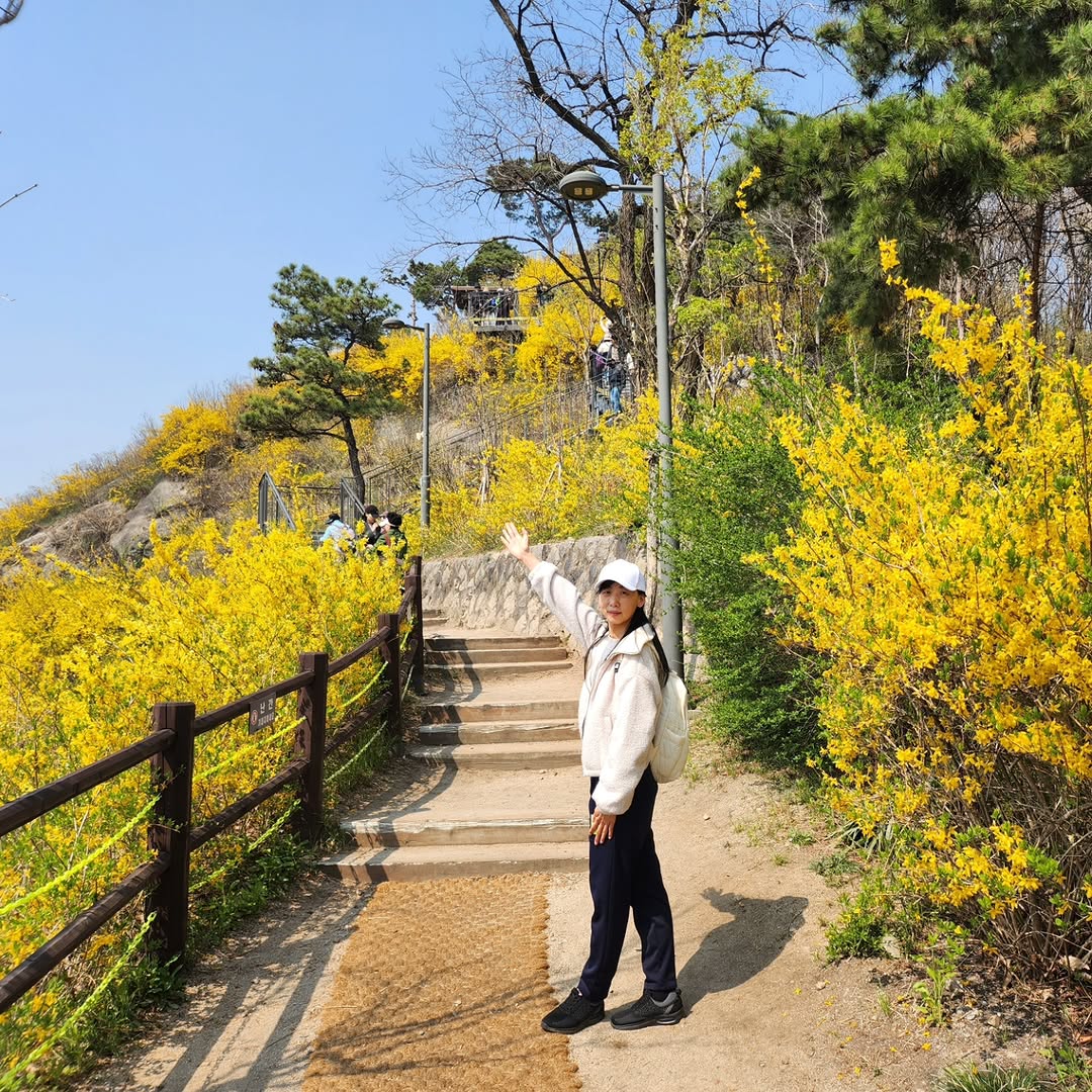 서울 봄꽃 명소 응봉산 개나리, 혼자 가도 인생샷 남기는 K-품앗이 비법!