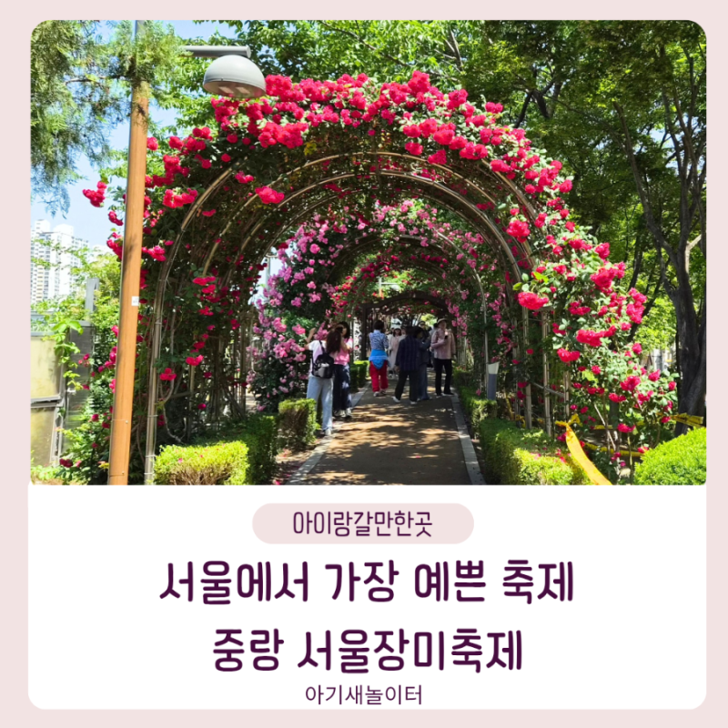 서울 장미명소 추천, 중랑 장미축제 다녀온 후기