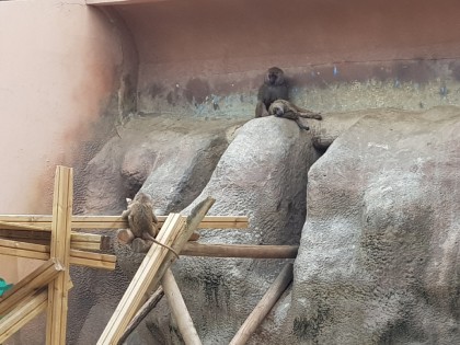 [아이랑가볼만한곳] 어린이대공원 동물원