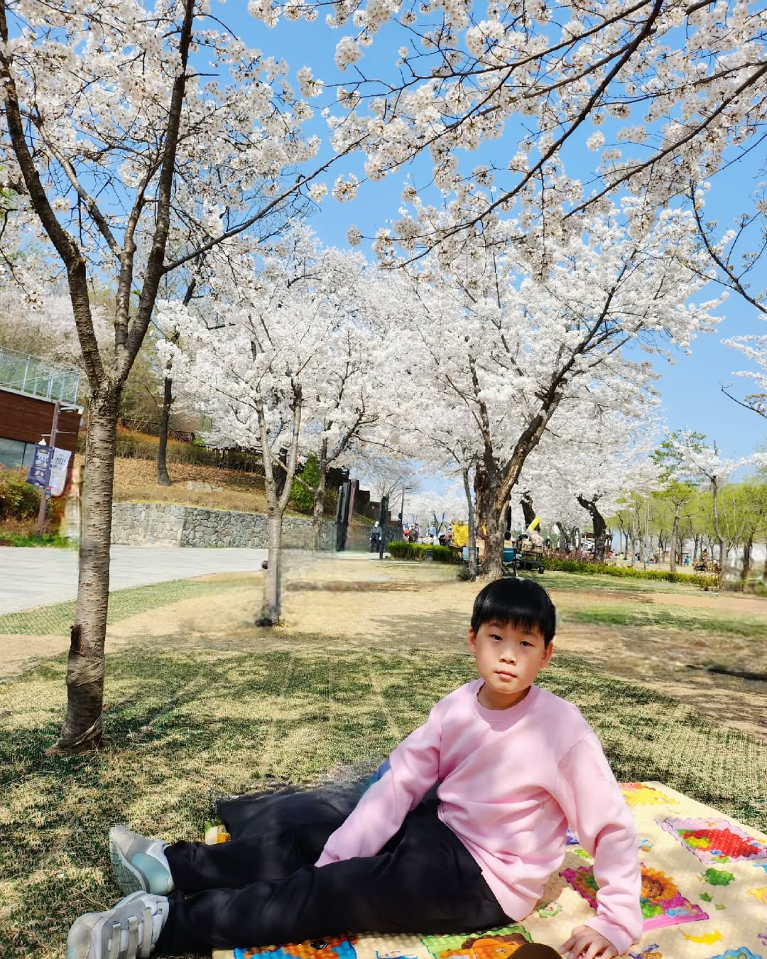 다섯 식구의 설레는 첫 봄 마중! 벚꽃 만개한 공원에서의 다둥이네 피크닉 일기
