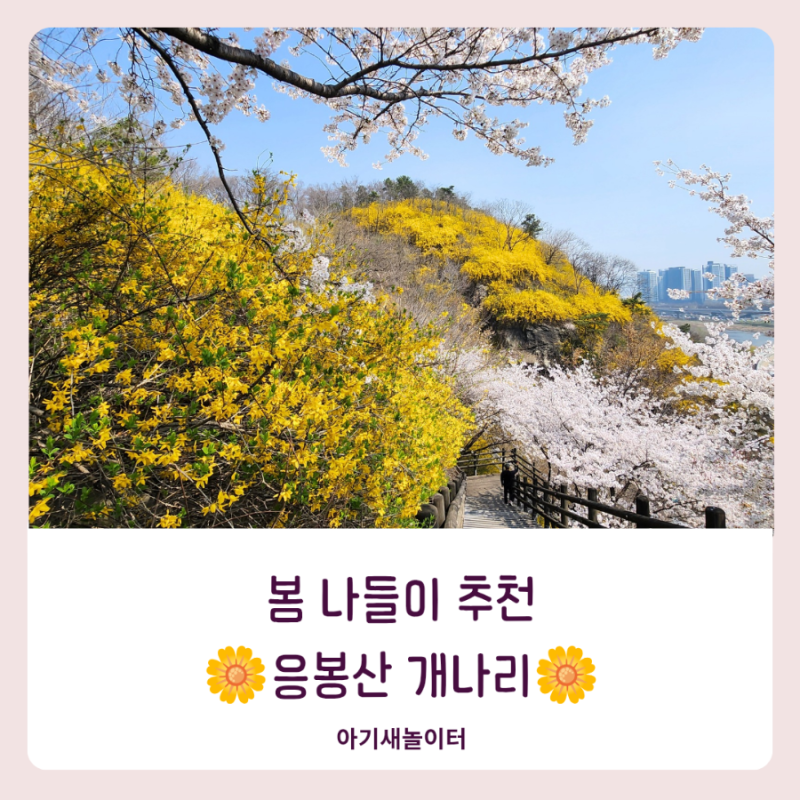 서울 봄 나들이 추천, 응봉산 개나리 실시간 후기