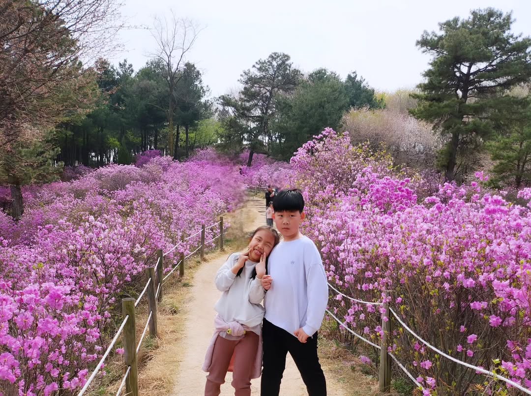 서울의 숨은 봄꽃 명소 발견! 오동근린공원 진달래 능선의 진분홍빛 매력
