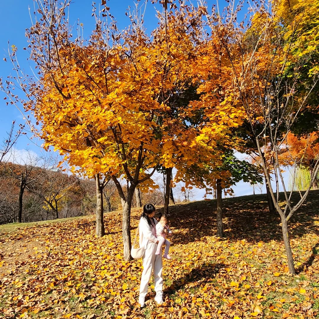 가을의 끝자락, 산책하기 좋은 북서울꿈의숲: 서울 단풍 명소 나들이