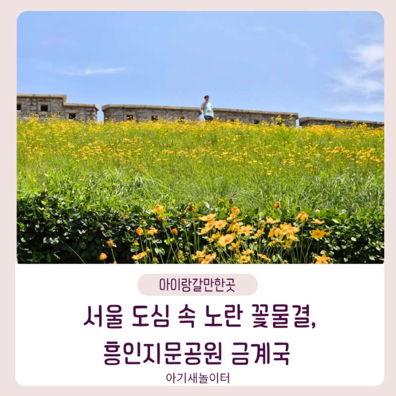 서울 갈만한곳 동대문역 바로 앞! 금계국이 아름다운 흥인지문공원