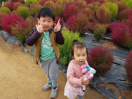 [아이랑갈만한곳] 양주 나리공원 천일홍축제