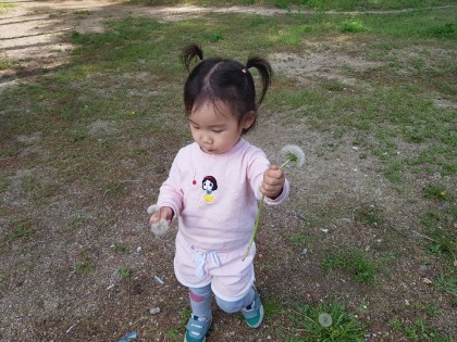 [바깥놀이]  나뭇가지로 그림 그리기, 민들레를 후~
