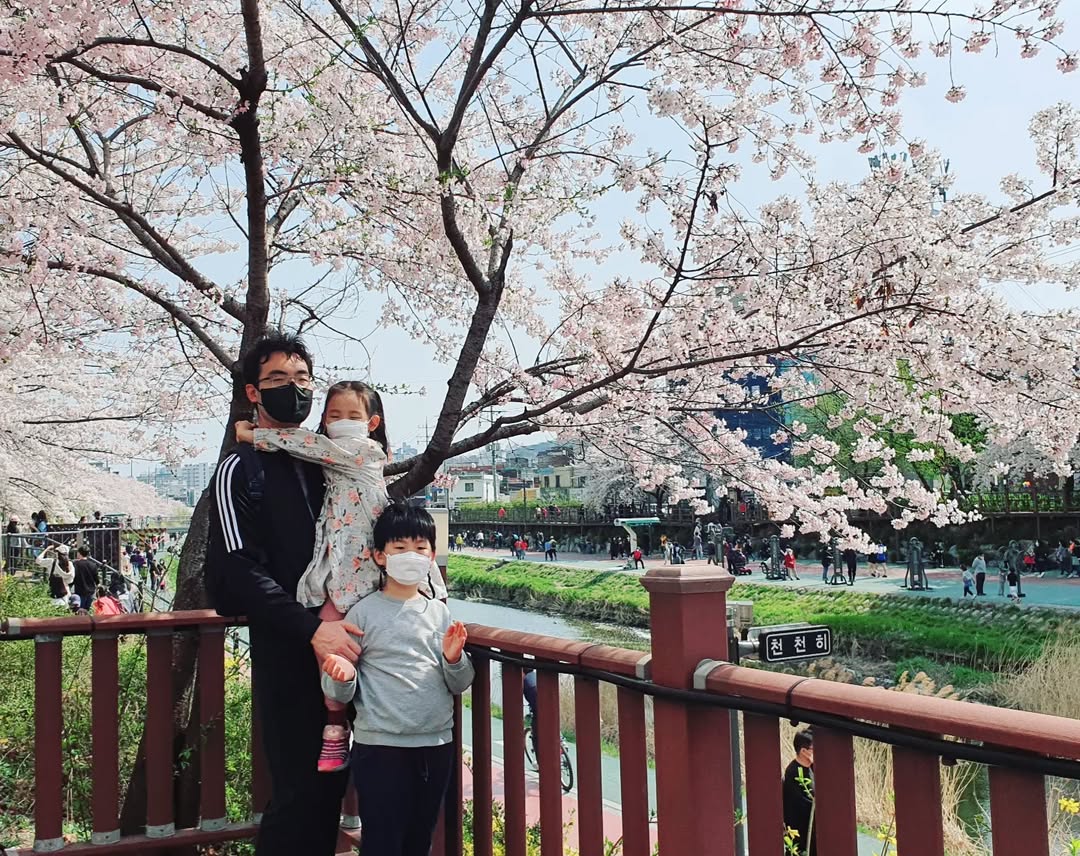 우이천 벚꽃, 아쉬운 작별! 내년을 기약하며 추억을 되새기다