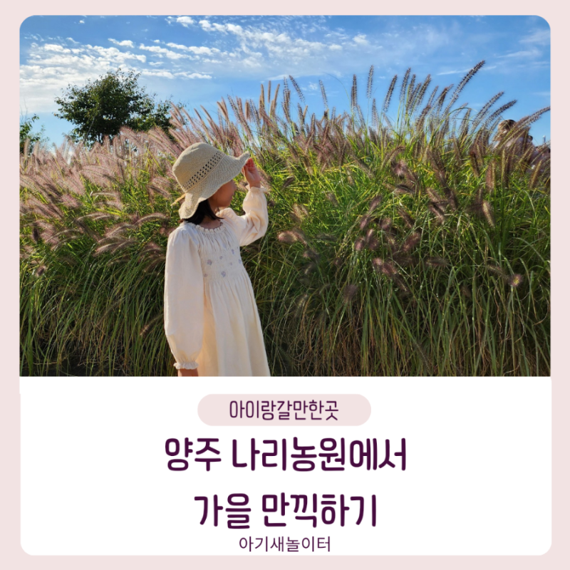 [아이랑갈만한곳] 양주 나리농원 천일홍축제에 가을꽃 보며 가을을 만끽해요