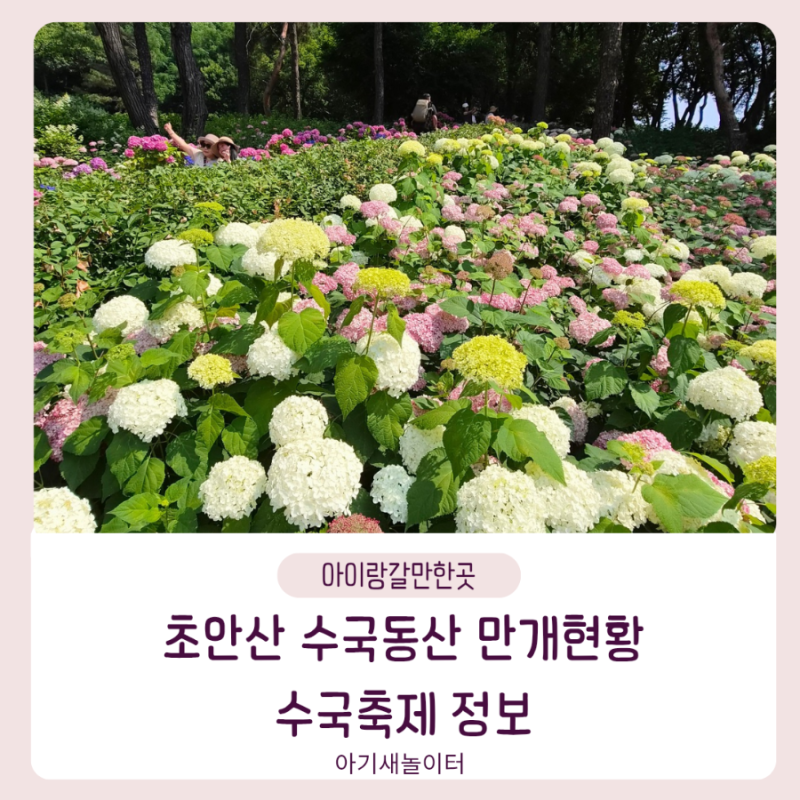 서울 수국 명소 초안산수국동산 만개 현황, 수국축제 정보 총정리