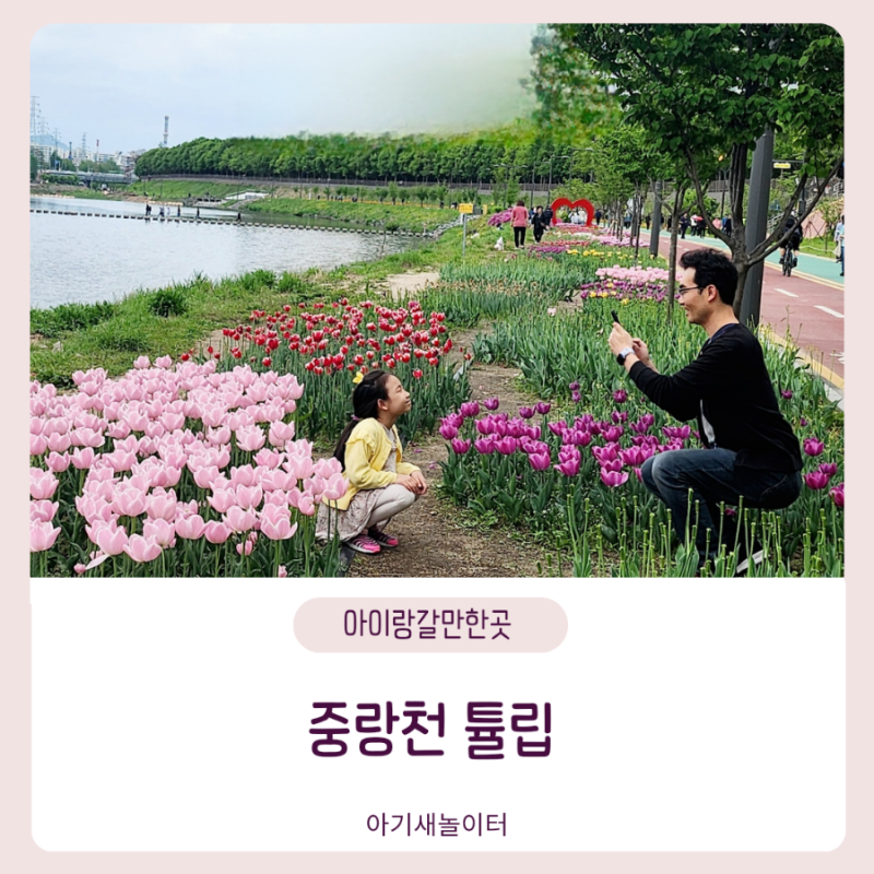 도봉구 중랑천 튤립꽃밭에서 봄 느끼기